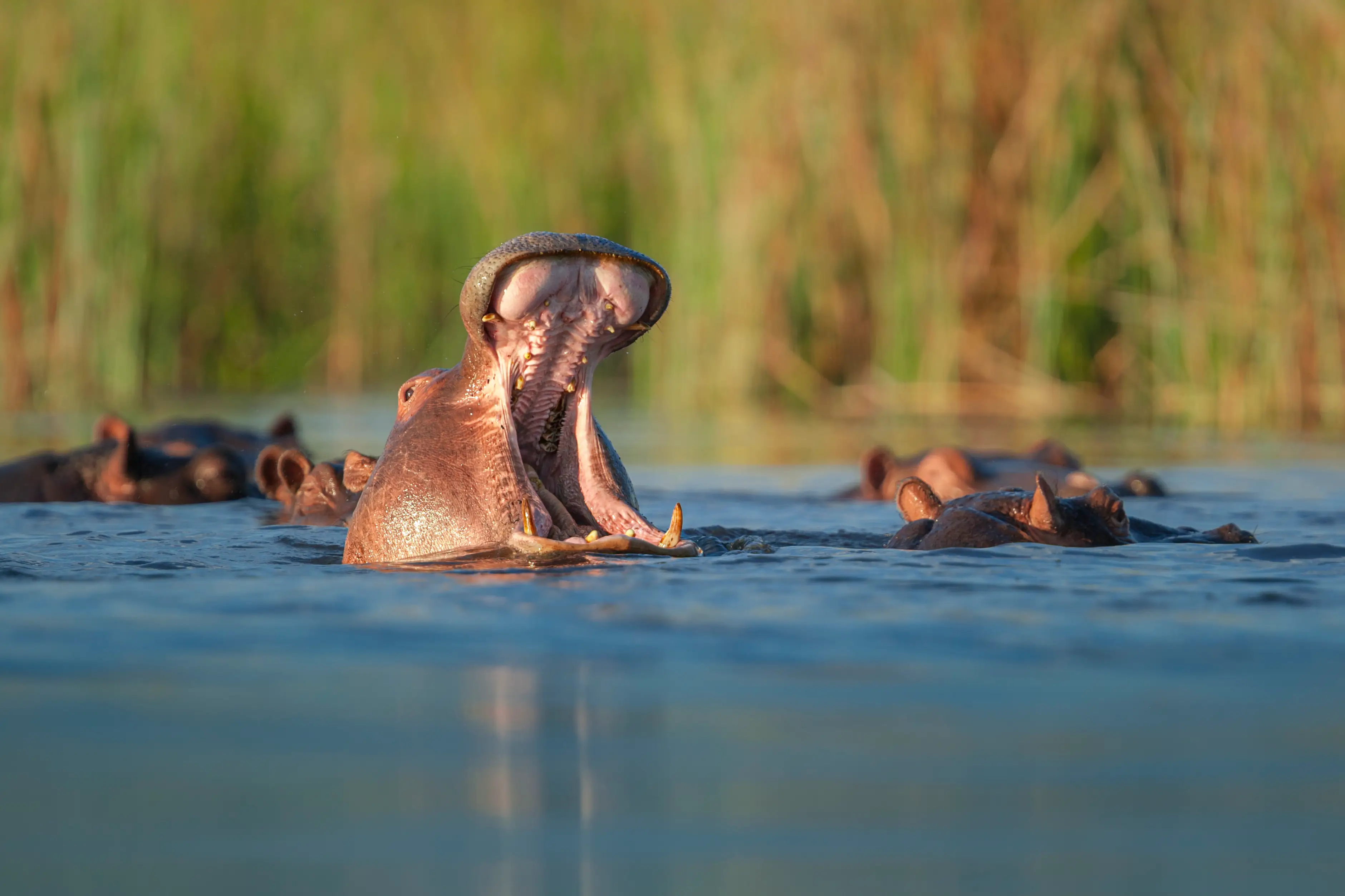 Moremi Game Reserve, hippopotames Hippopotame bâillant, Delta de l'Okavango, Botswana