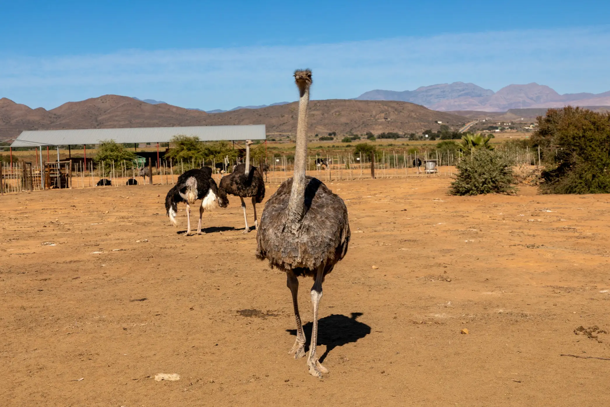 Südafrika, Straußenfarm Strauß in einem Gehege in Südafrika