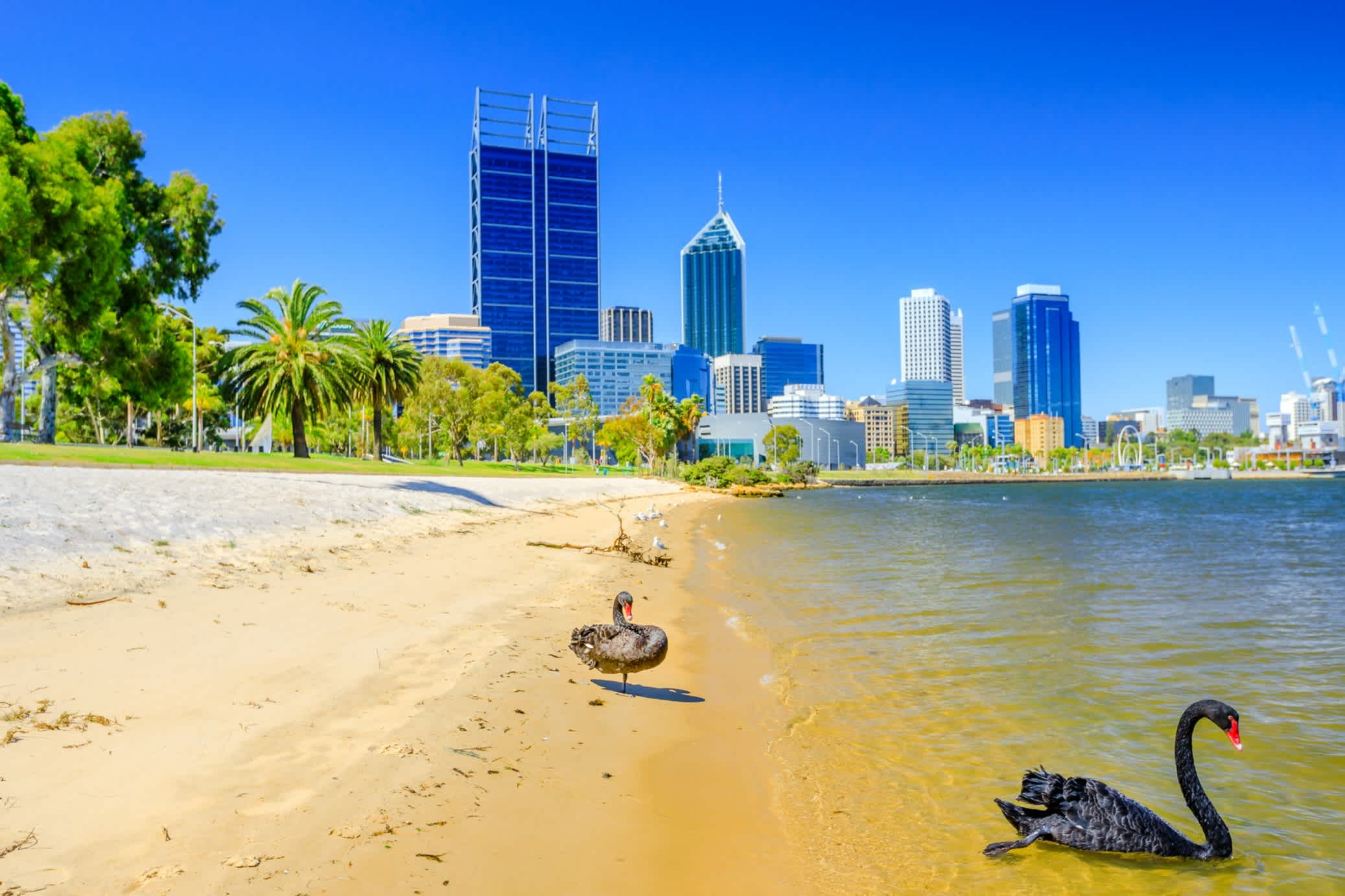 Strand vor derSkyline Perths, Australien, mit schwarzen Schwänen.