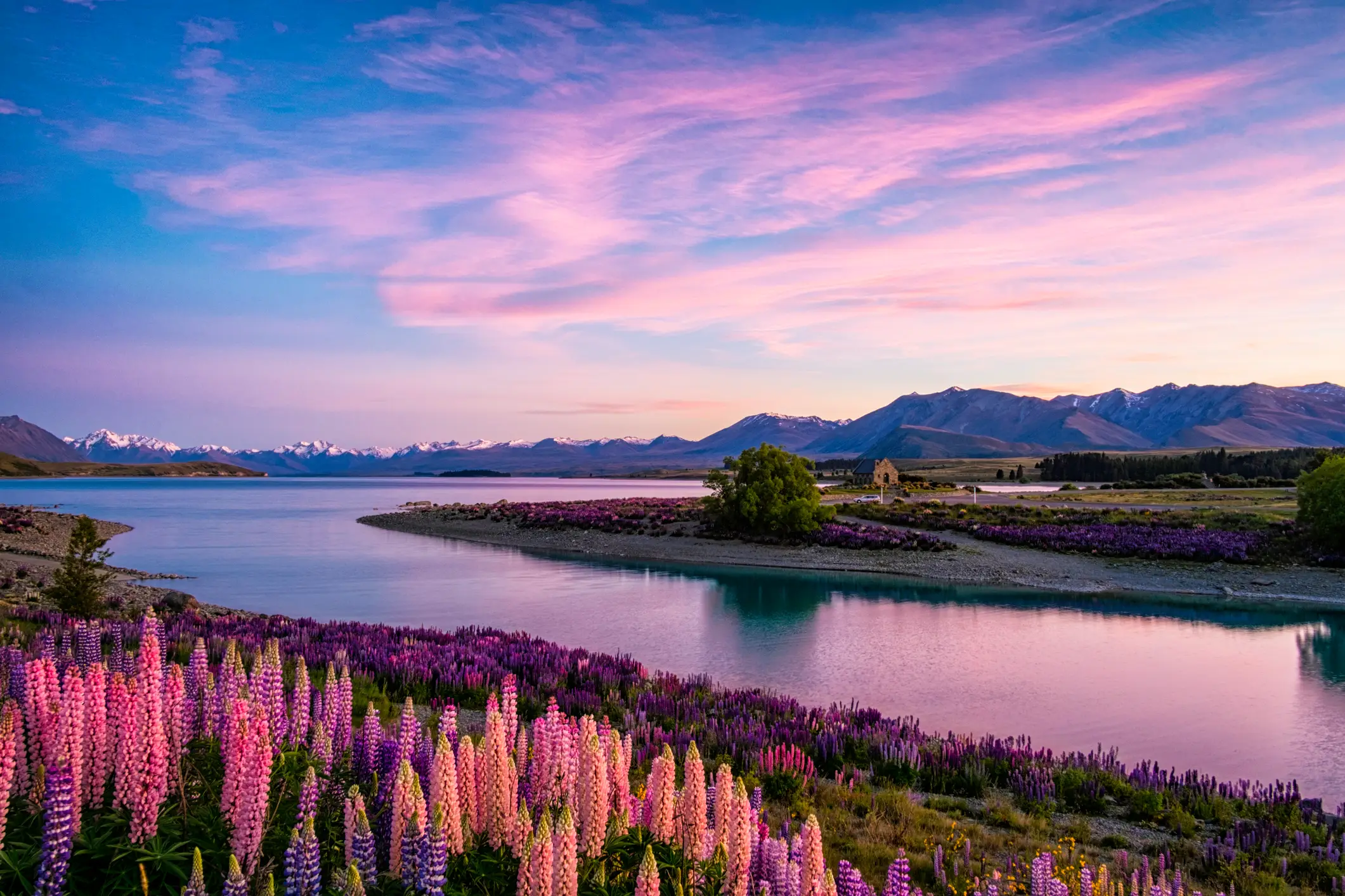 Le lac Tekapo à l'aube avec des lupins au premier plan sur l'île du Sud de la Nouvelle-Zélande