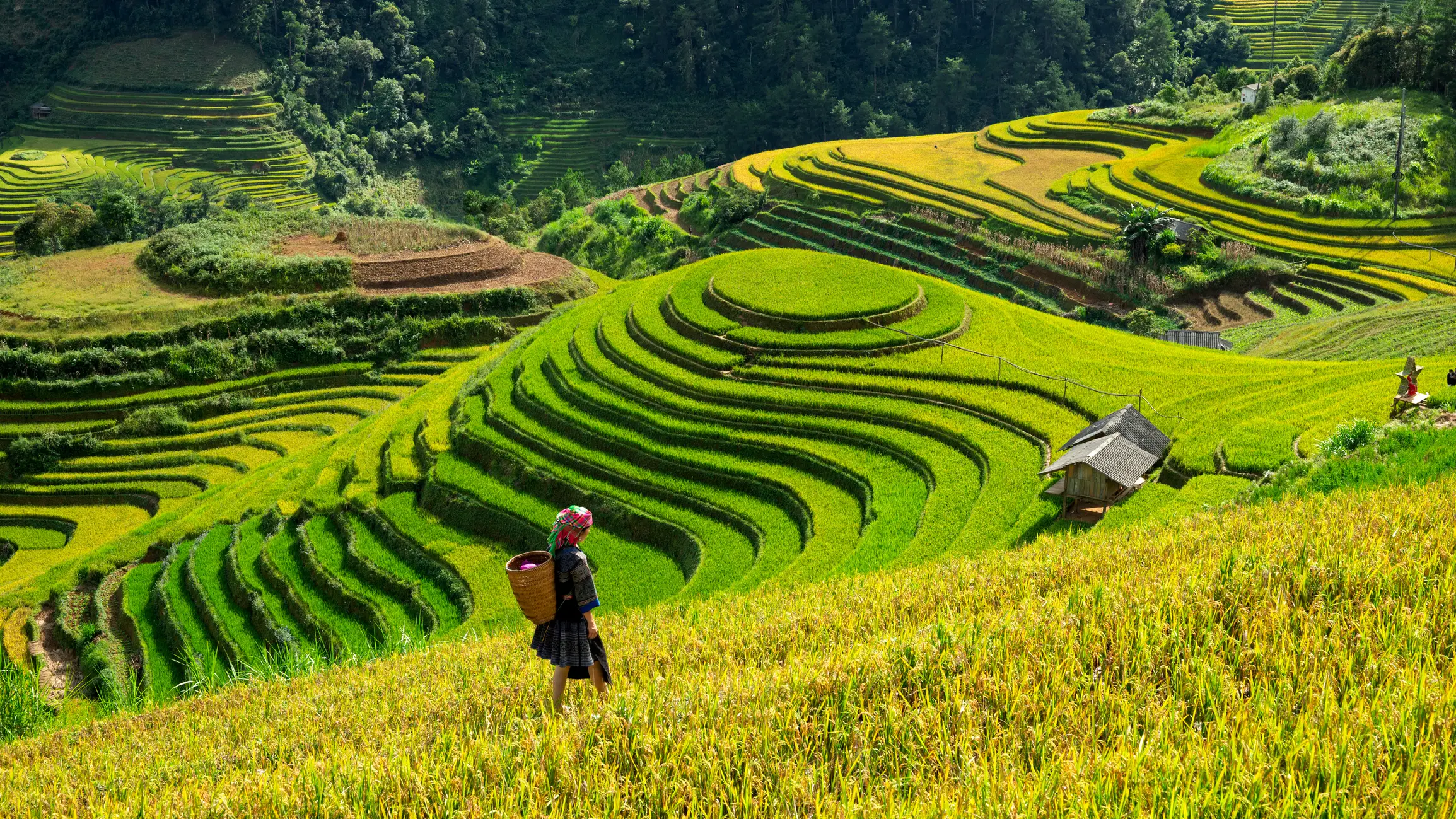 Une femme asiatique incarnant la culture traditionnelle vietnamienne sur les rizières en terrasses de Mu Cang Chai, au Vietnam.