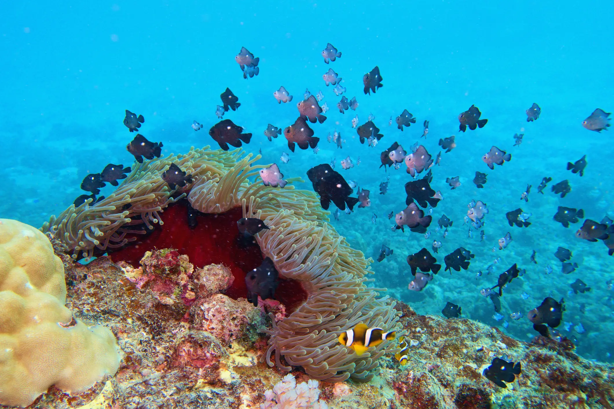 Mauritius, Koralle und Fische Korallen und Fischschwarm