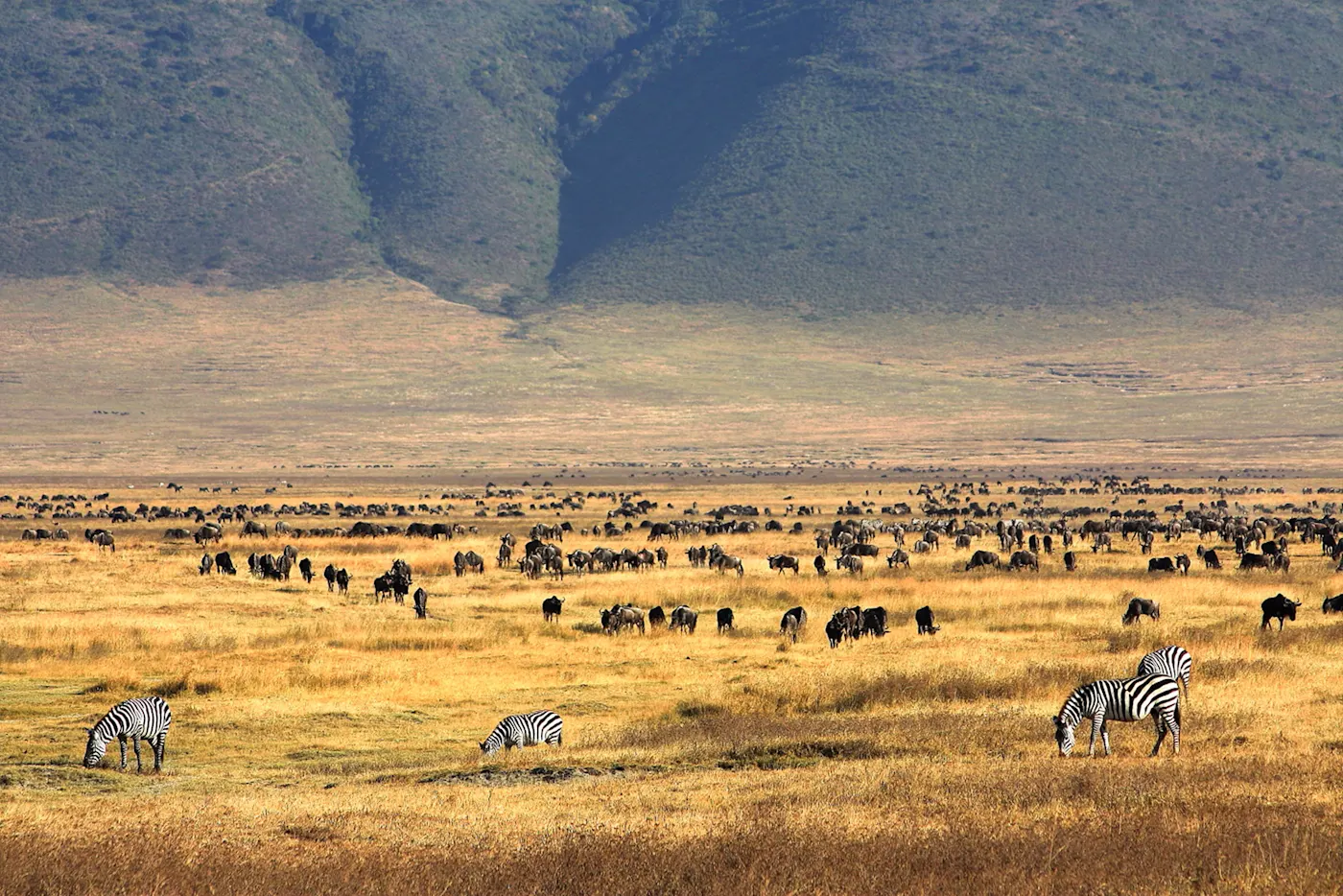 Le paysage du cratère du Ngorongoro avec des buffles et des zebres