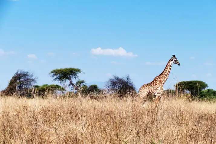 Giraffe im Ruaha-Nationalpark mit trockenem Gras im Vordergrund