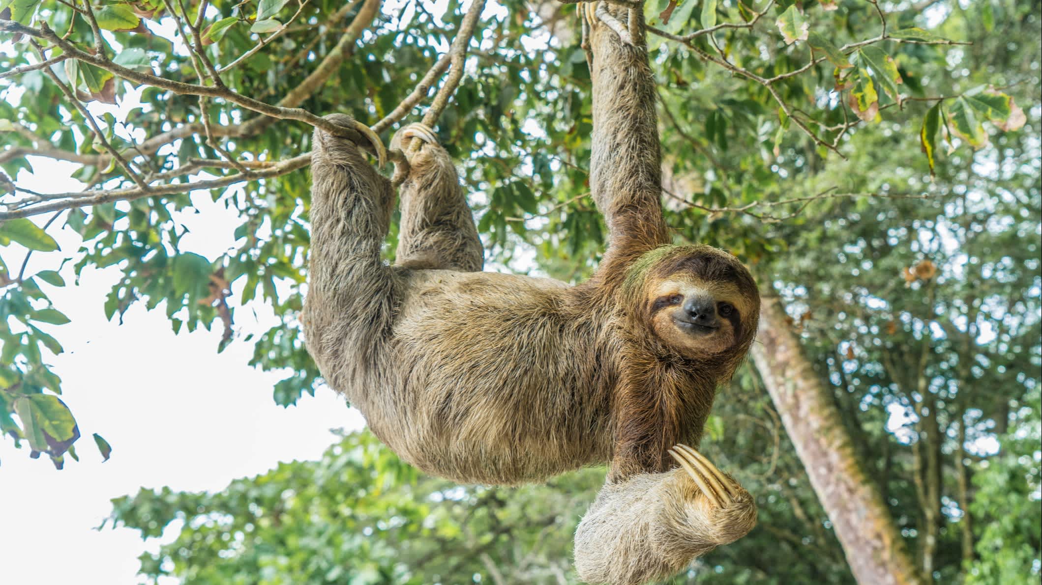 Faultier hängt vom Baum in Costa Rica