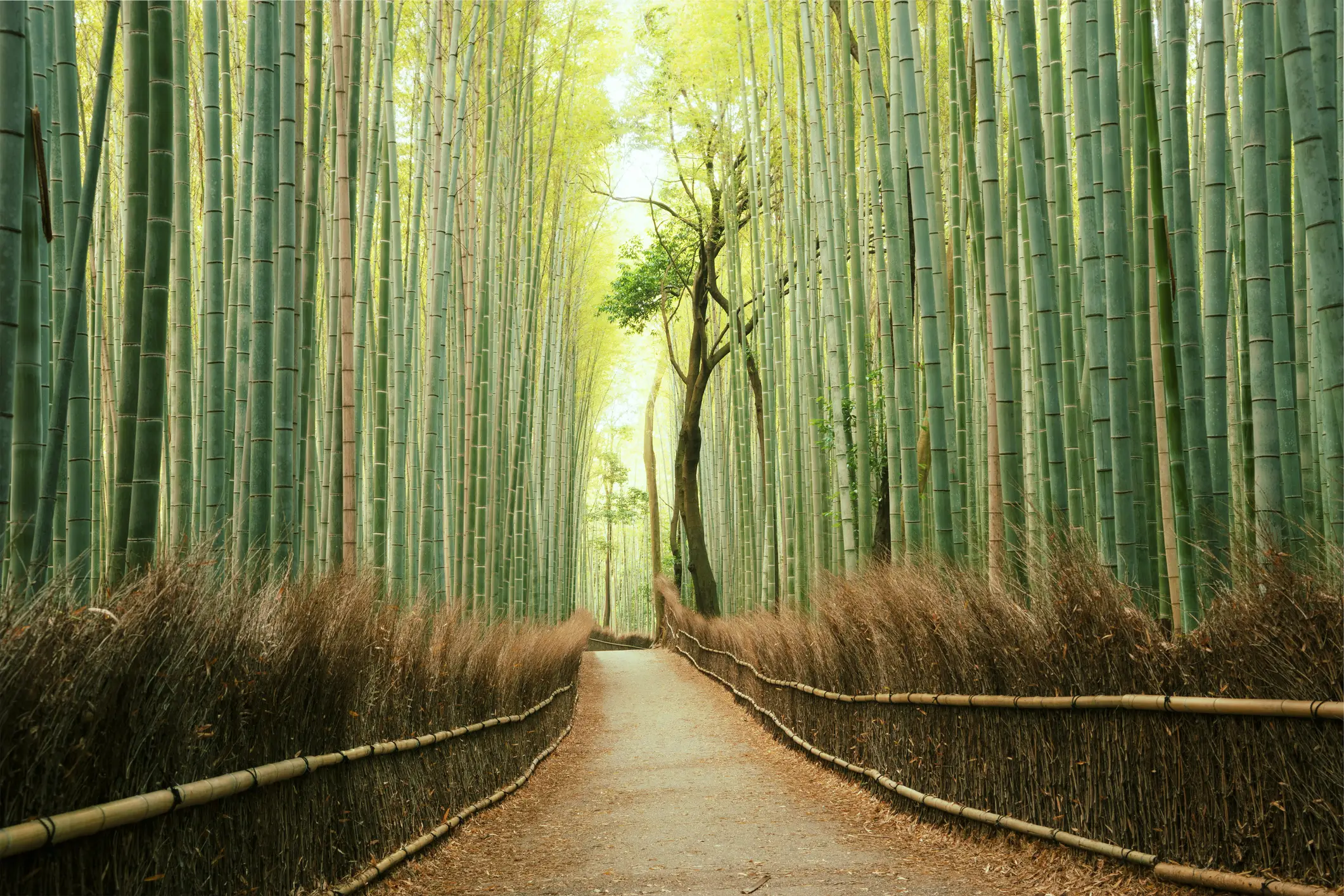 Japan, Kyoto Blick auf den Arashiyama Bambuswald in Kyoto, Japan.