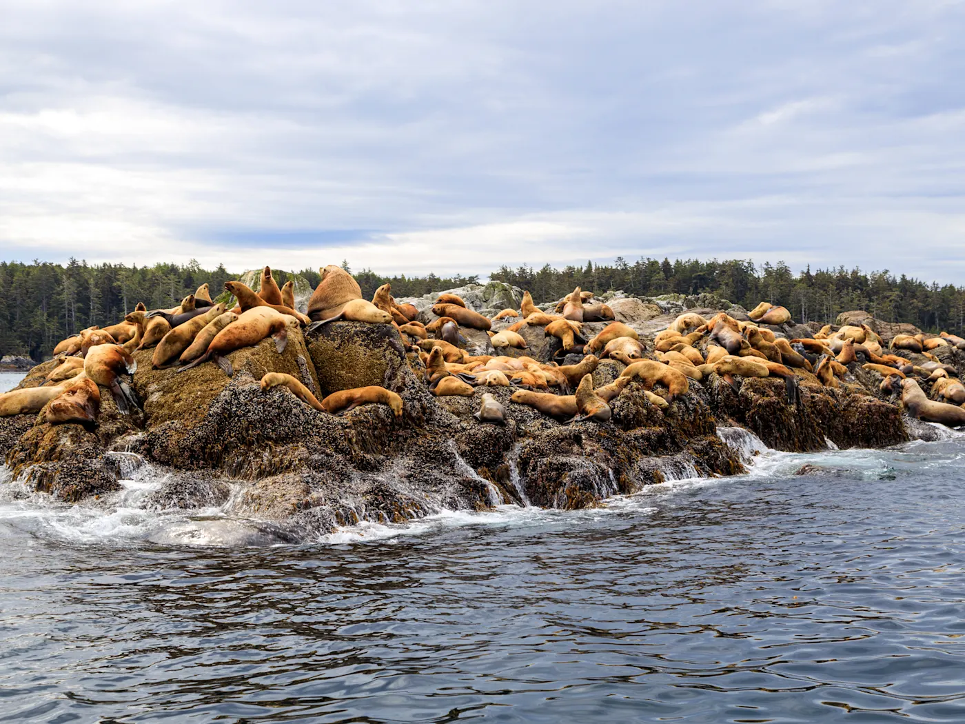 Langara Island Haida Gwaii, Kanada Unberührte Natur und faszinierende Wildtiere auf Langara Island, Teil der Haida Gwaii Inseln in Kanada, mit Seehunden, die sich entspannt auf den Felsen sonnen