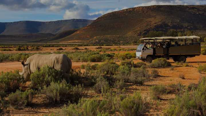 Un groupe de voyageurs à bord d'un van pendant un safari en Afrique du Sud.