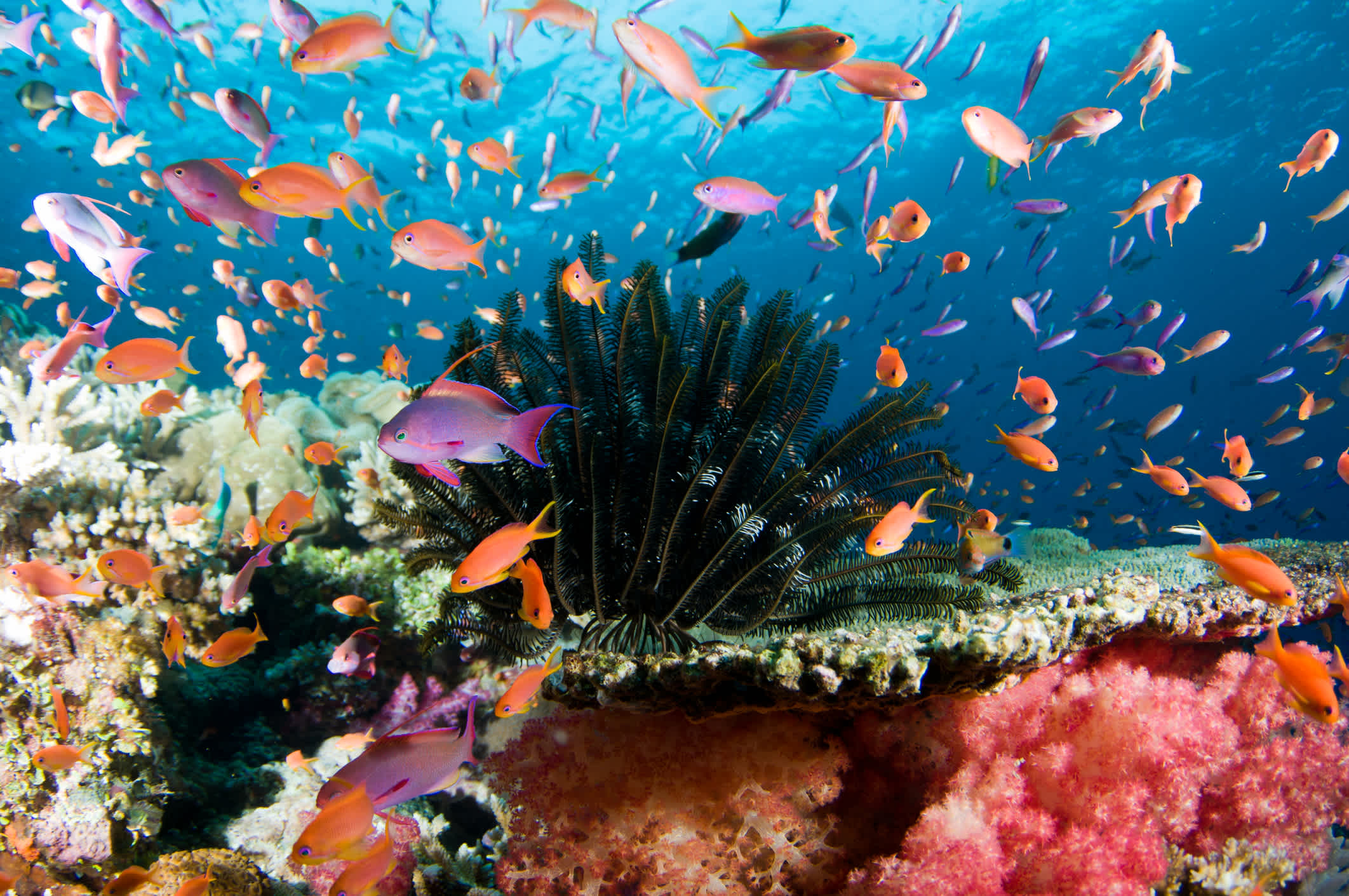 Récif corallien coloré avec des poissons