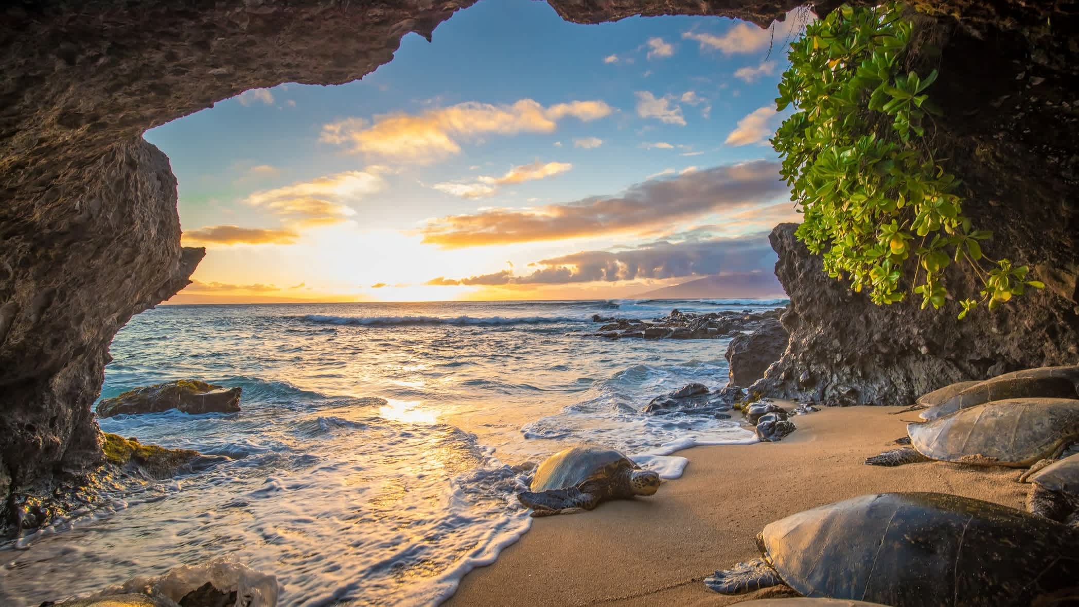 Schildkröte in einer Höhle auf Maui, Hawaii, USA. 

