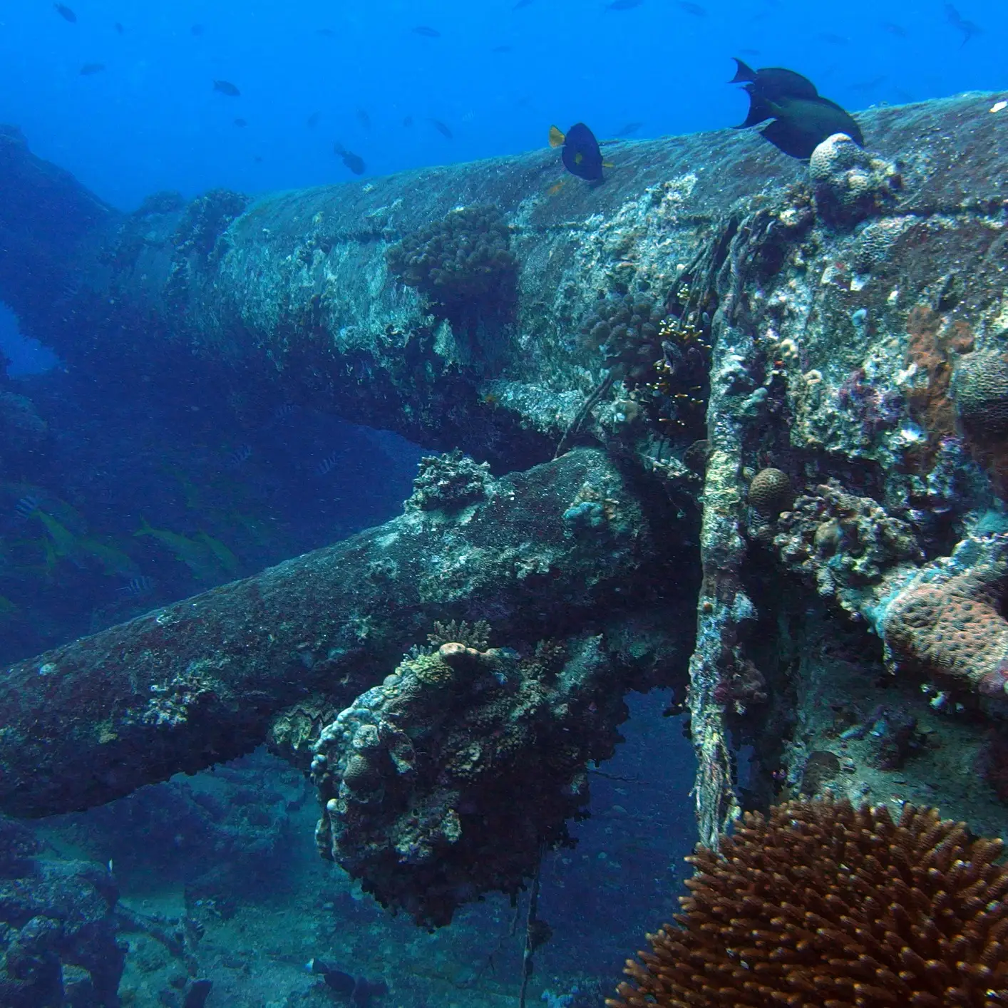 Thistlegorm Schorcheln
