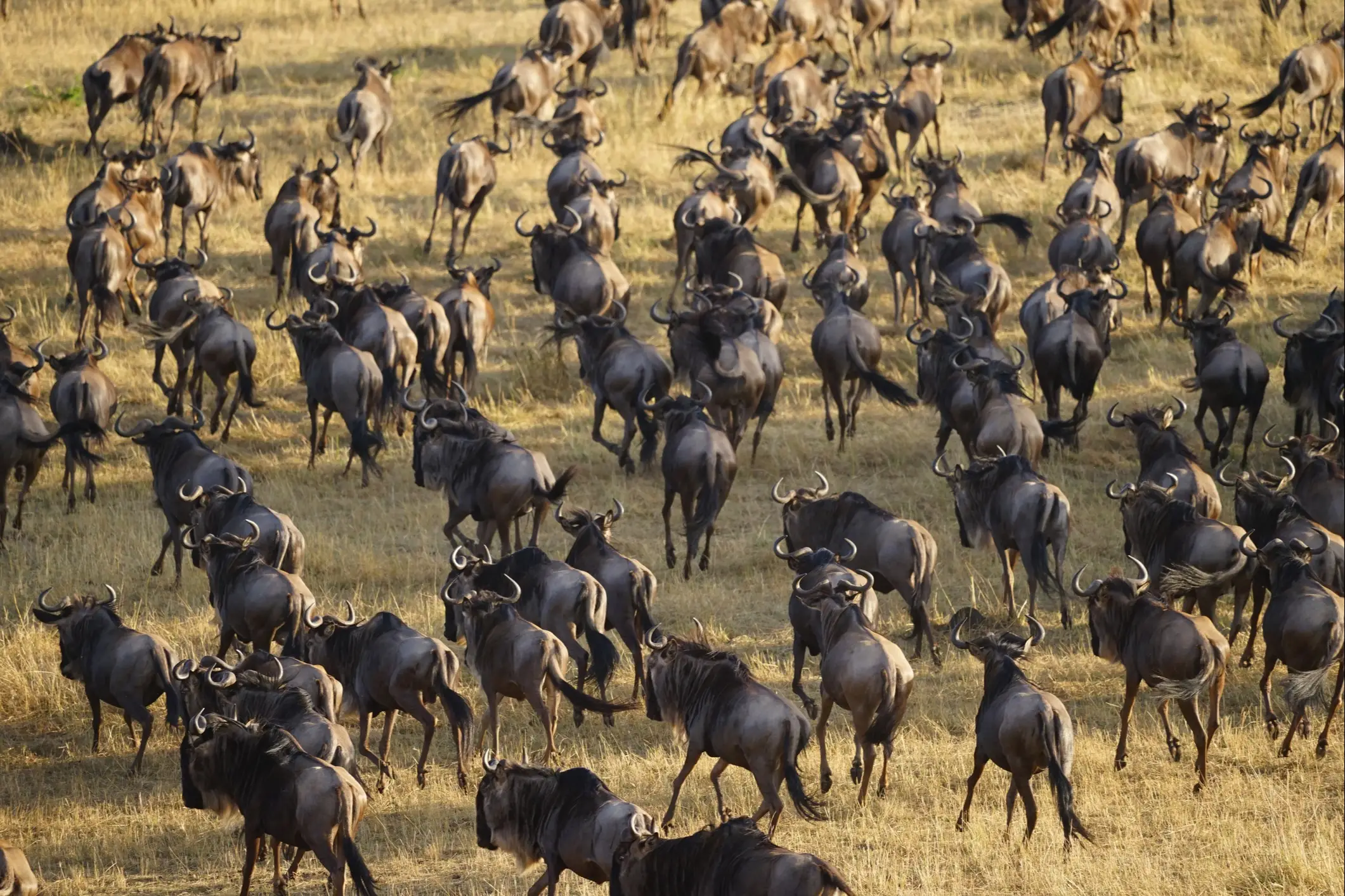 Eine Gnu Herde in Tansania.