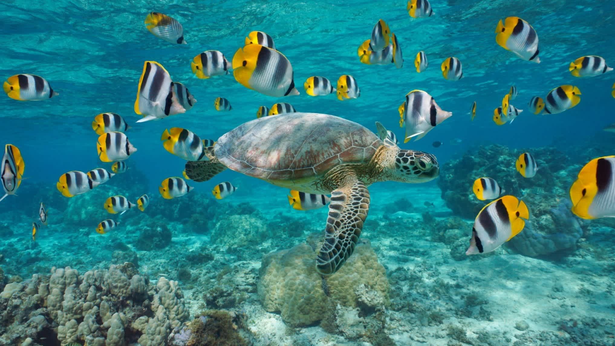 Meeresschildkröte und bunte Fischschwarm unter Wasser.