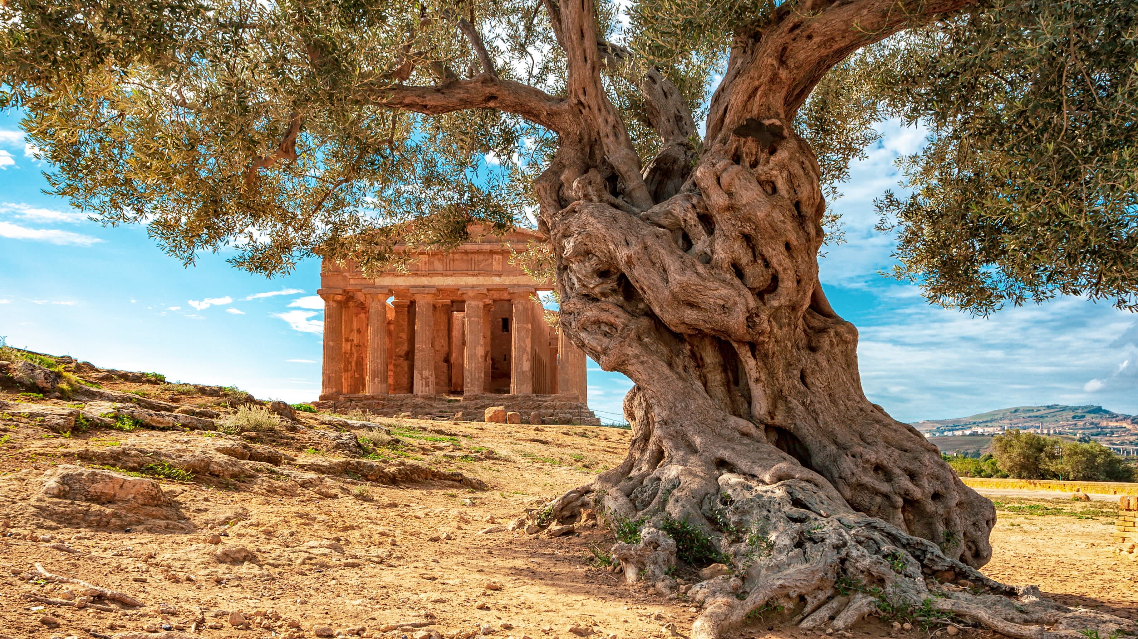 Agrigento - Tal der Tempel Ein griechischer Tempel in Sizilien mit einem Olivenbaum im Vordergrund, Italien