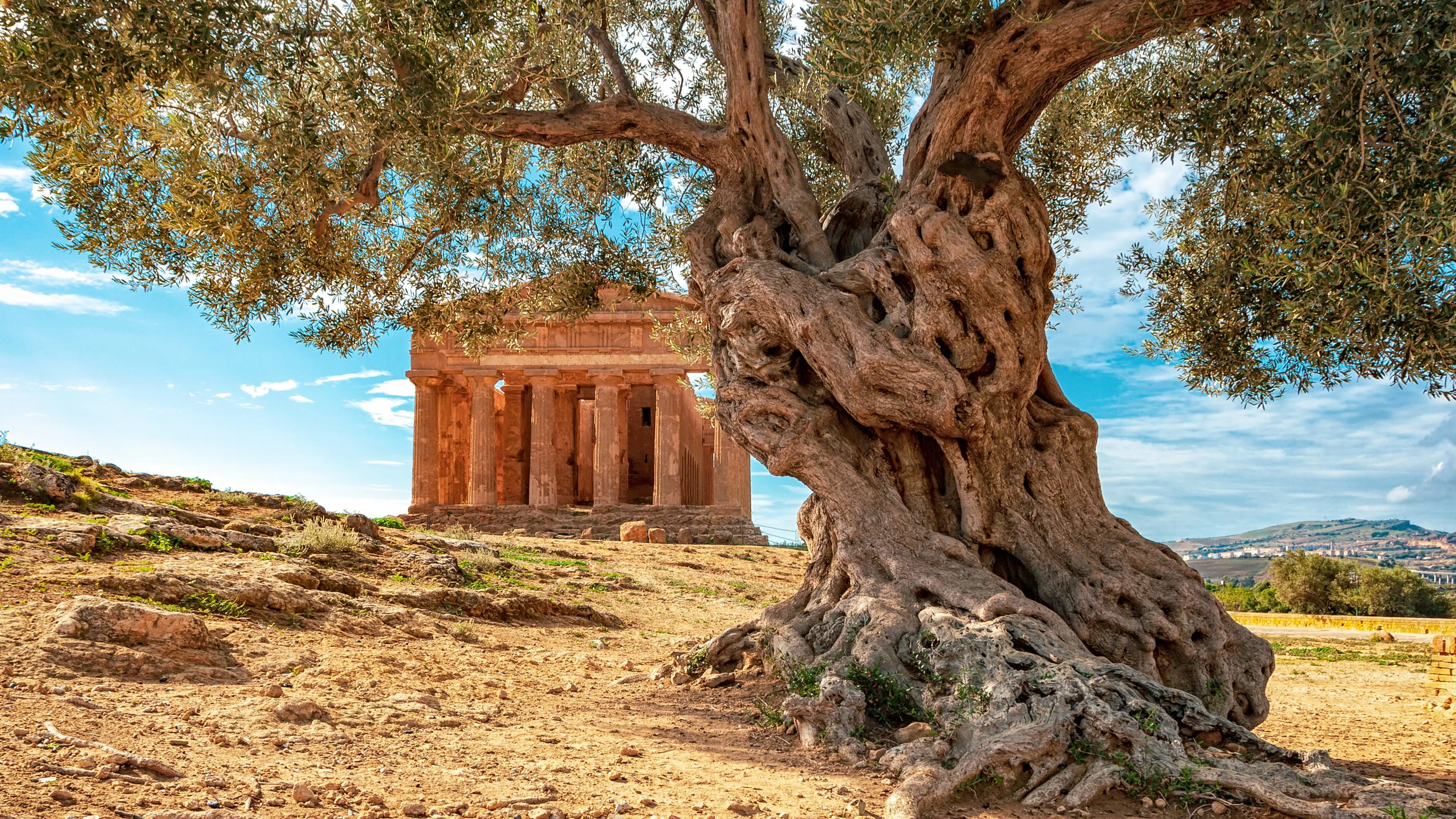 Italien Agrigento Tempel Agrigento - Tal der Tempel Ein griechischer Tempel in Sizilien mit einem Olivenbaum im Vordergrund, Italien