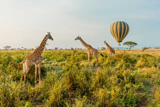Giraffen und Heißluftballons im Serengeti-Nationalpark, Tansania.
