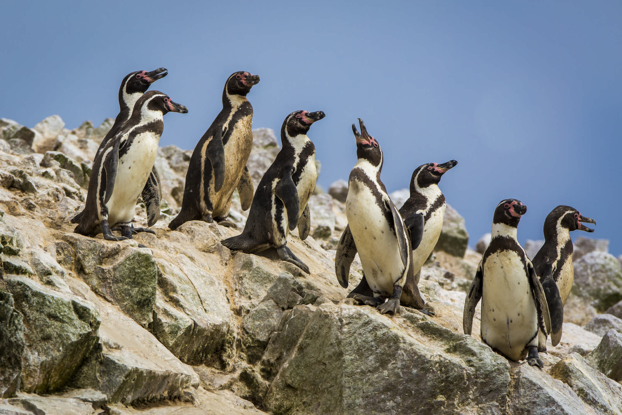 Pinguine auf Ballestas-Inseln, Peru.