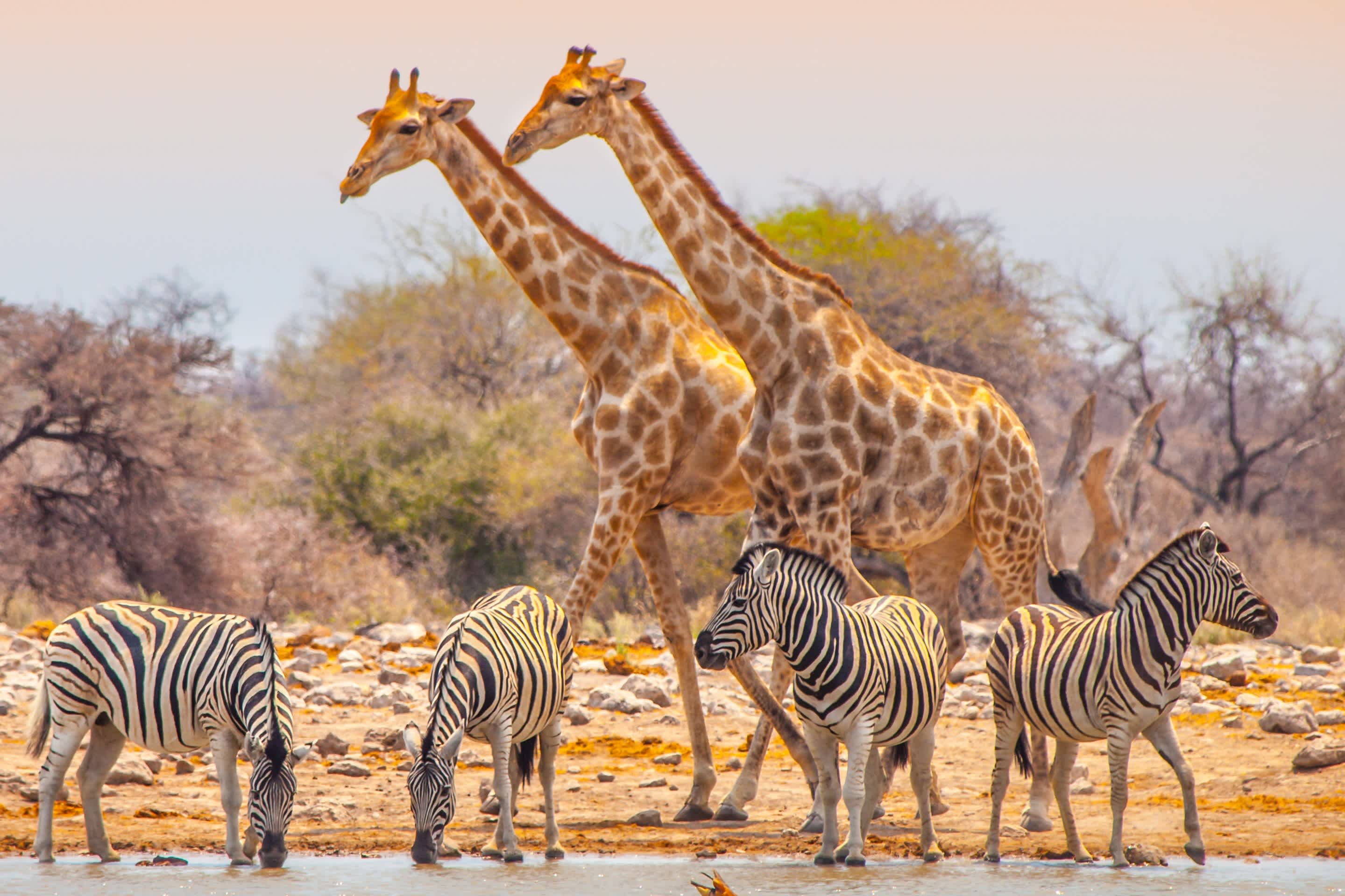 namibia safari beste reisezeit