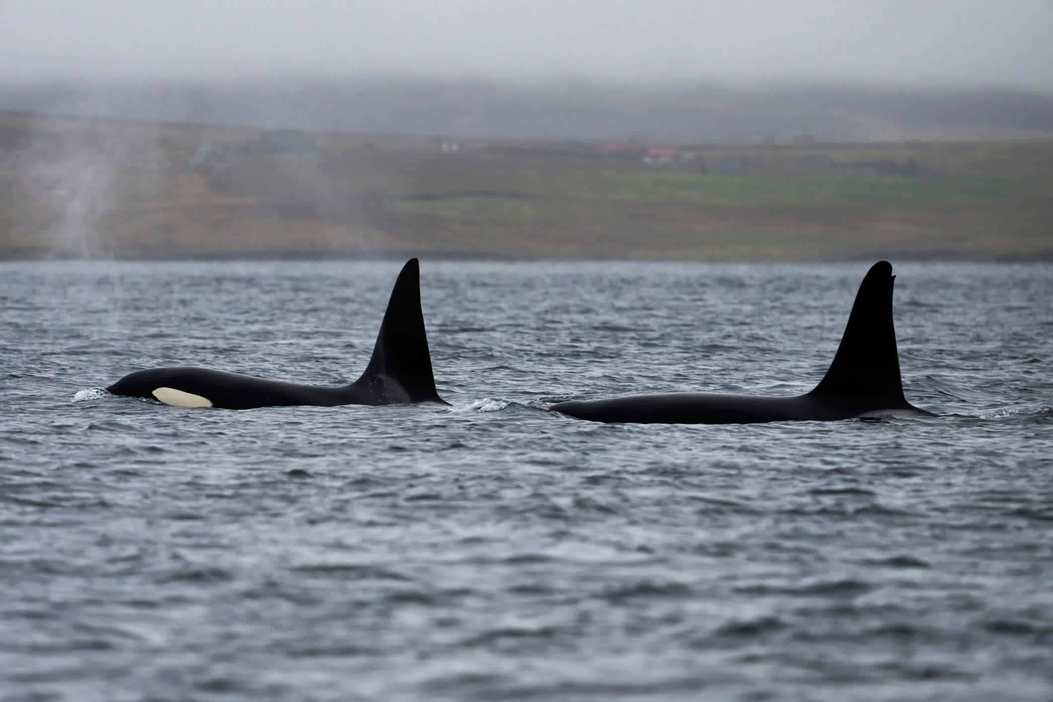 Zwei Orcas in den Gewässern um Shetlandinseln, Schottland. 

