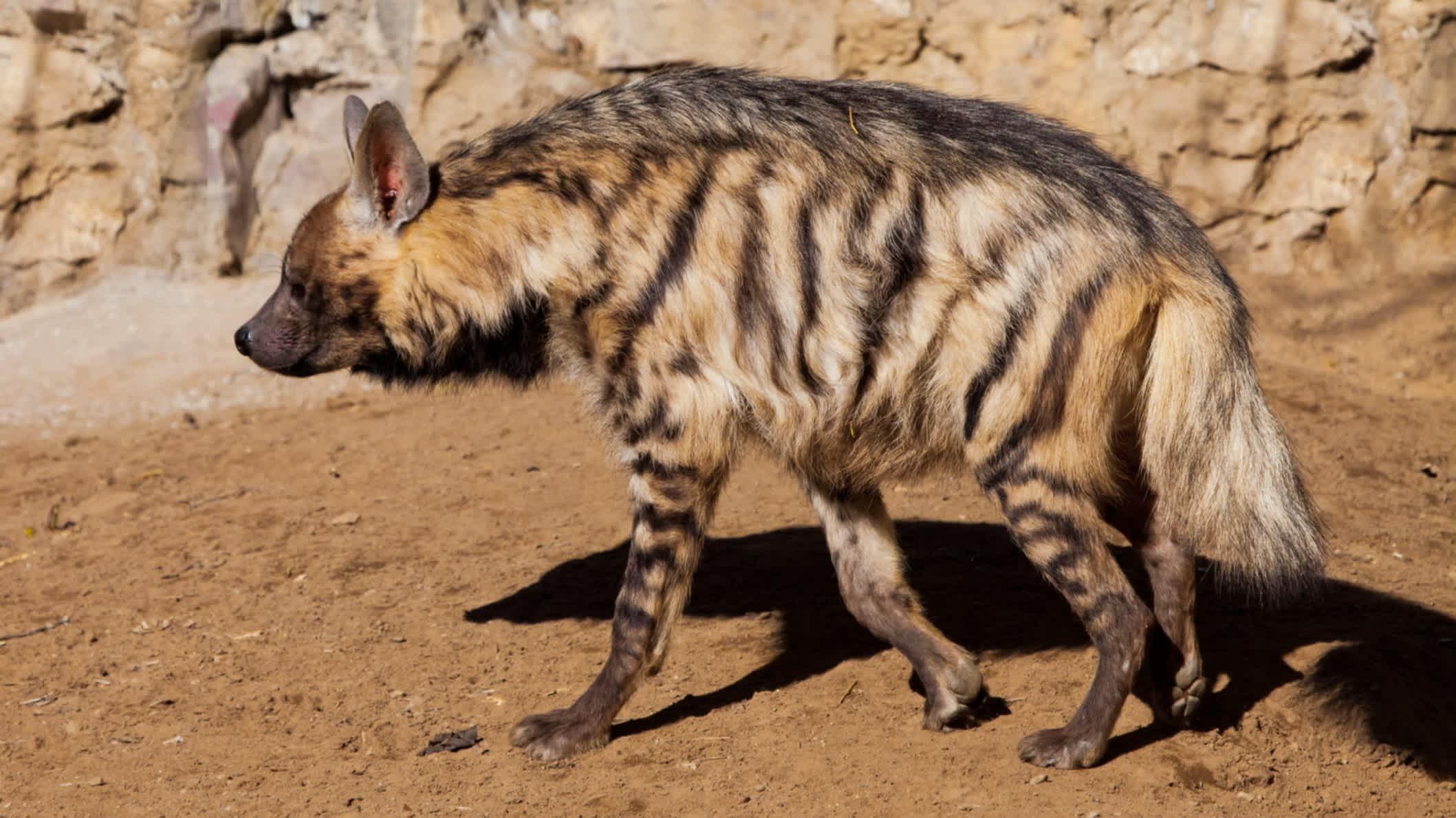 Die gestreifte Hyäne geht vor dem Hintergrund des Mauerwerks im Fort Worth Zoo, Texas, USA