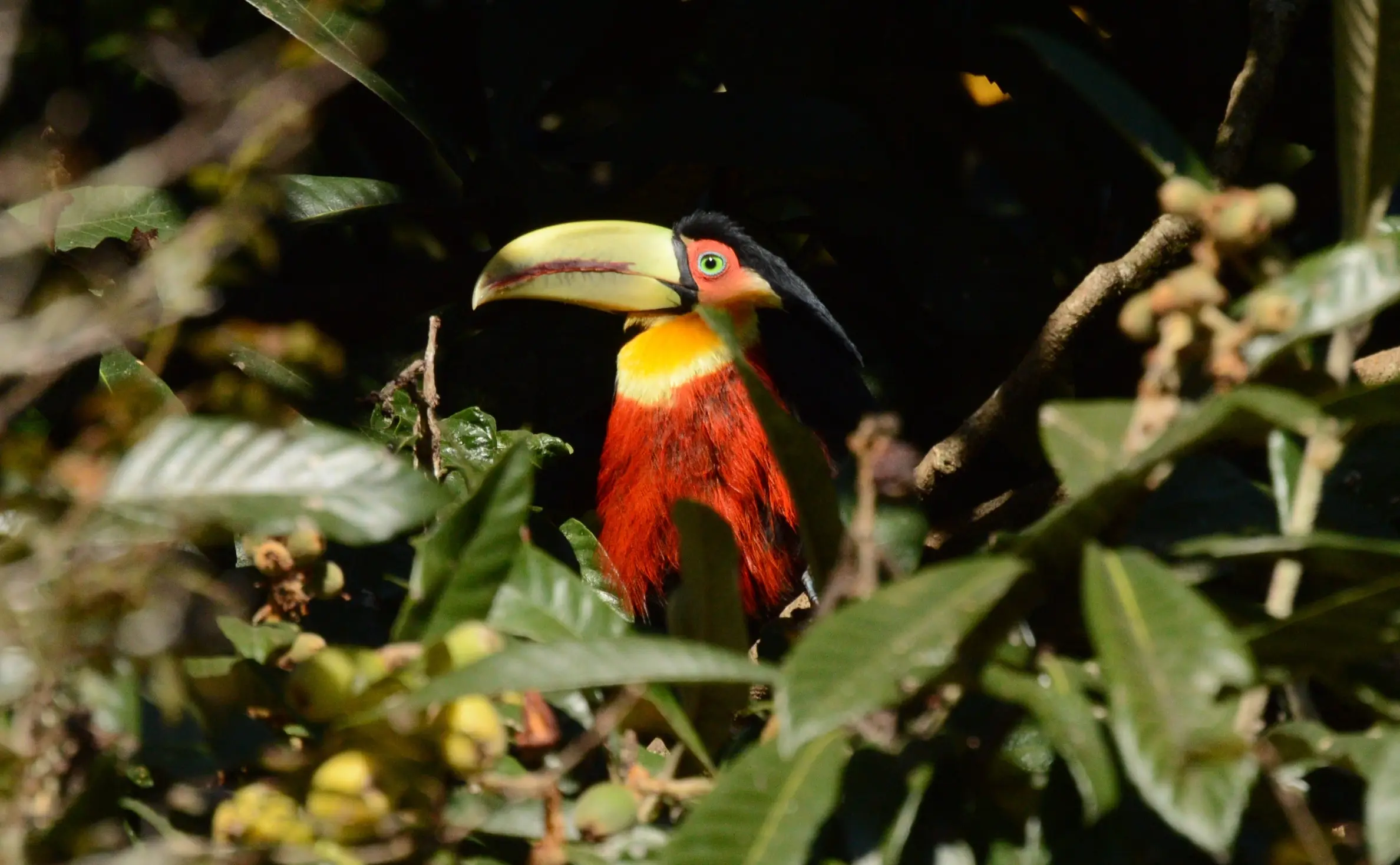 Costa Rica, Monteverde, réserve de Curi-Cancha Toucan à bec vert dans la réserve de Curi-Cancha, Monteverde, Costa Rica.