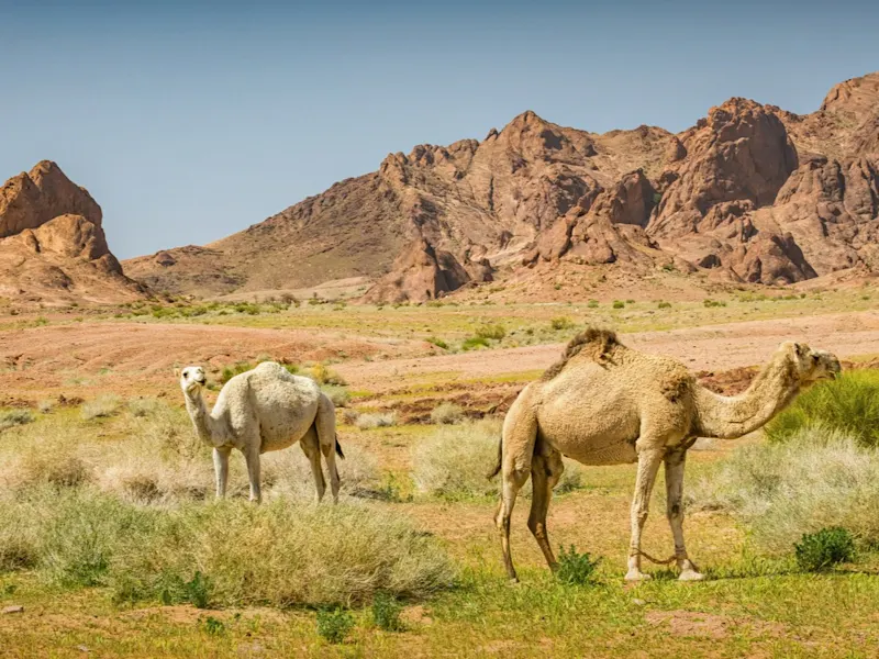 Kamele in der Wüste Saudi-Arabiens, ein Symbol für die traditionelle Kultur und das Leben in der Region