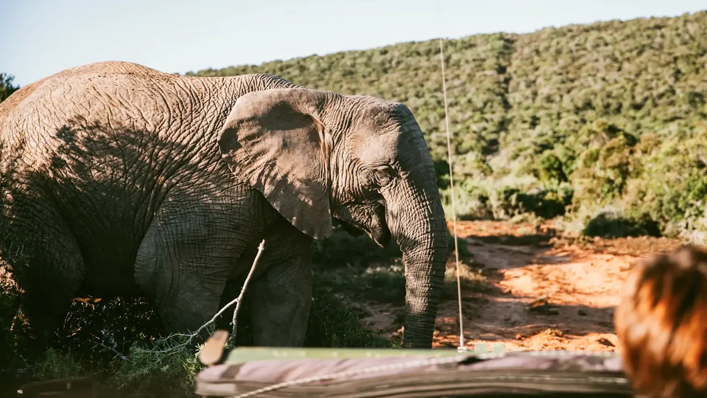 Südafrika, Ostkap, Addo Afrikanischer Elefant in der Wildnis, Safari-Auto im Vordergrund. Addo, Ostkap, Südafrika.