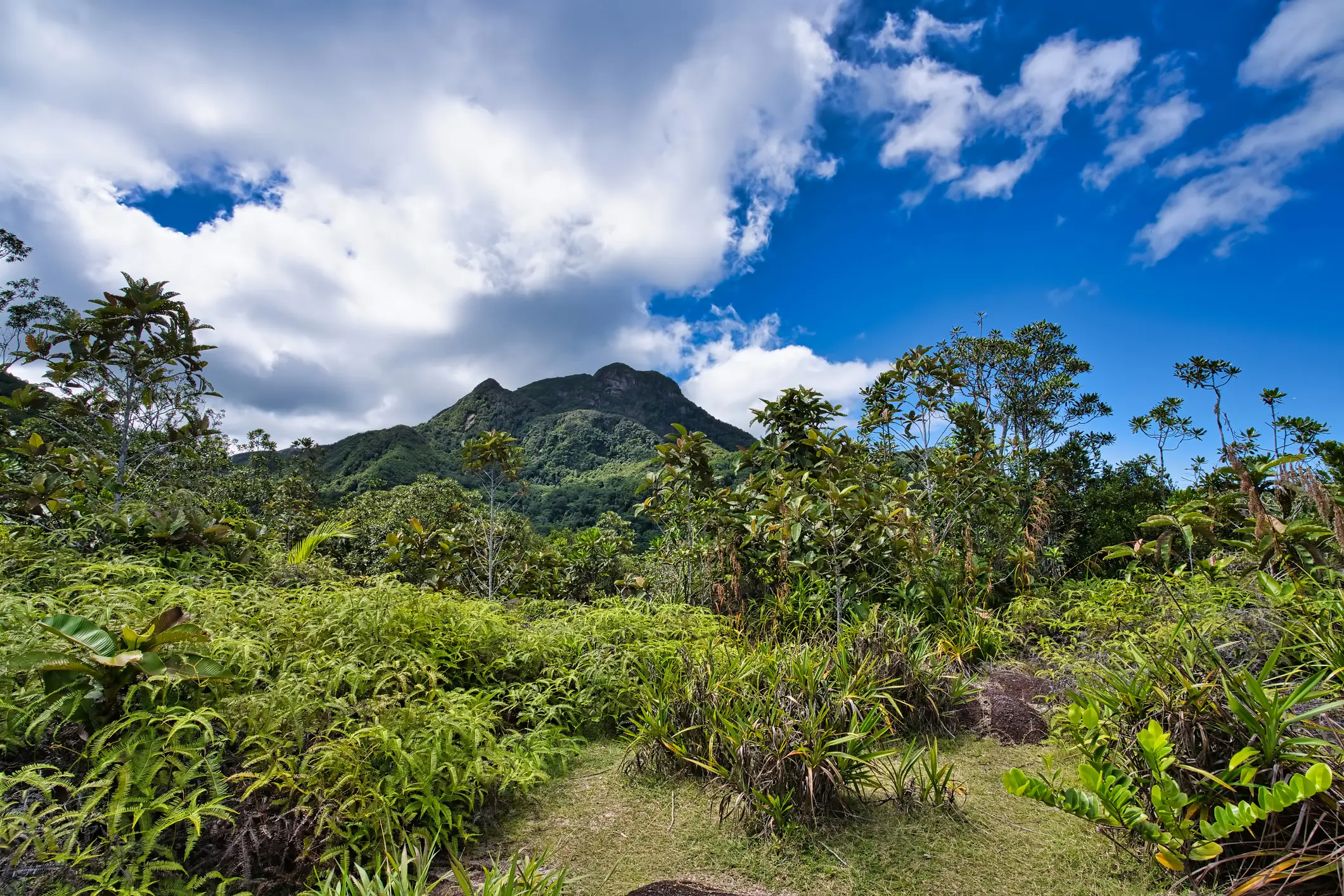 Seychellen, Mahe, Morne Seychellois Tee-Tavernen-Spaziergang im Morne Seychellois, Mahe Seychellen.