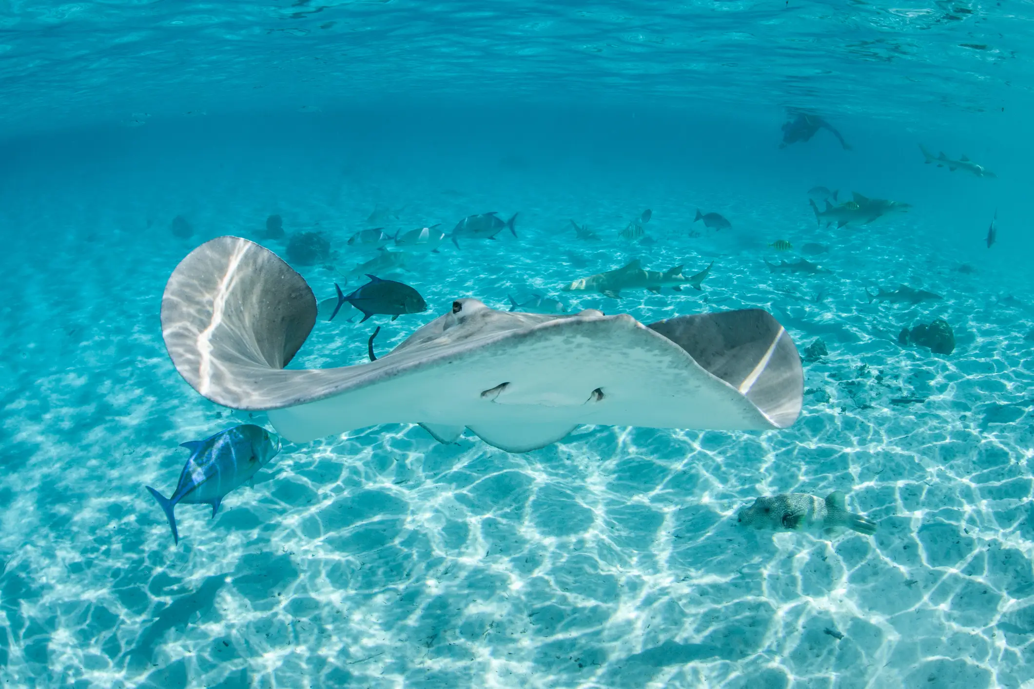 Raie manta dans une eau cristalline