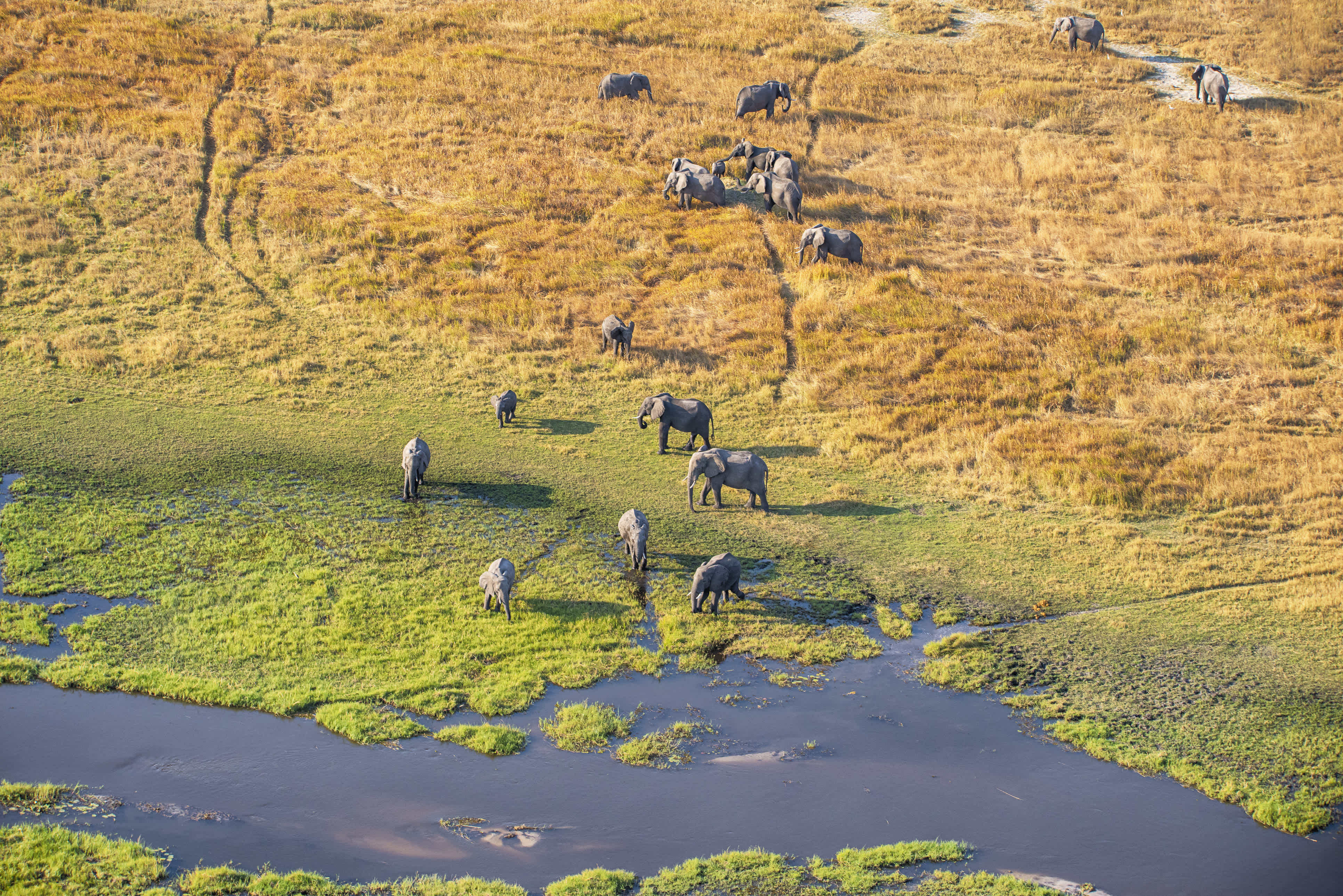 Vue aérienne d'éléphants, delta de l'Okavango, Botswana, Afrique