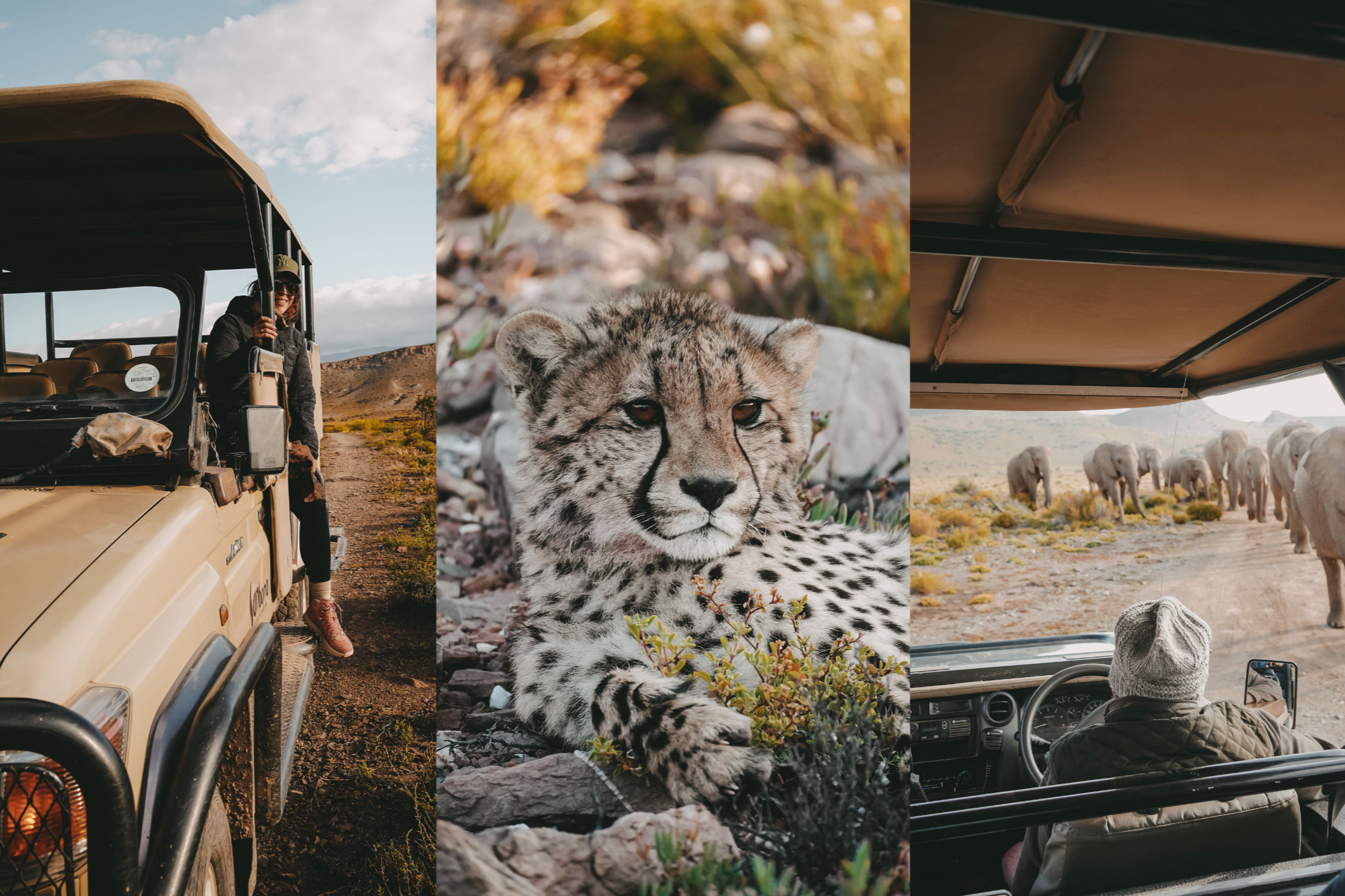Südafrika, Louisa Thomas, Safari Collage