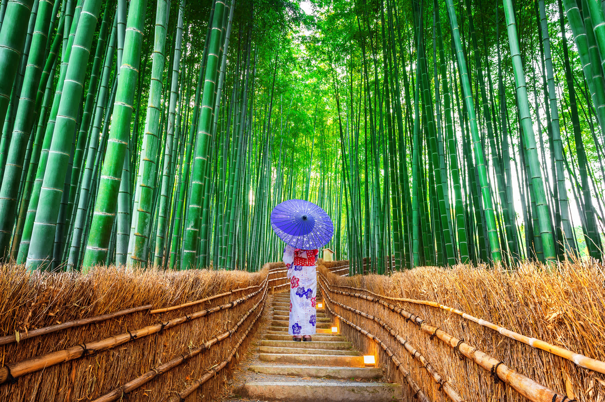 Eine Frau im traditionellen japanischen Kimono im Bambuswald in Kyoto, Japan.

