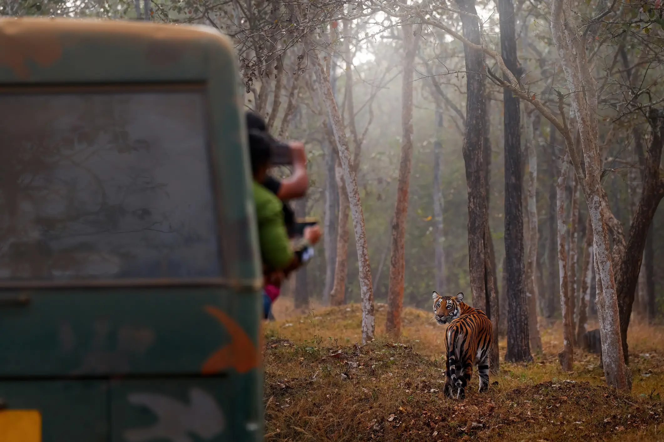 Tiger im nebligen Wald, beobachtet von Touristen in einem grünen Safari-Fahrzeug.
