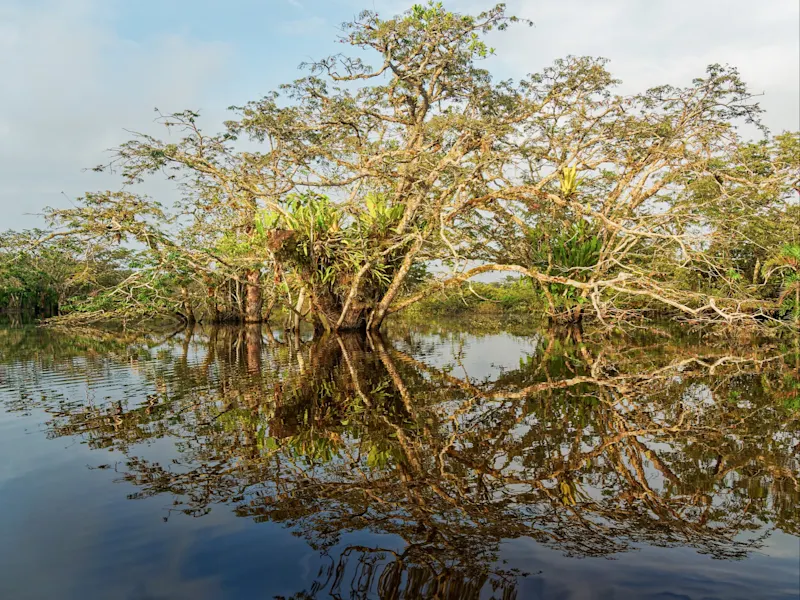 Mangrovenreservats Khor Kalba, VAE Mangrovenwald in Khor Kalba, VAE, ein ruhiger Rückzugsort für Natur- und Vogelbeobachtungen