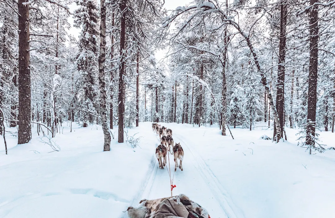 Husky-Hundeschlittenfahrt in Lappland, Finnland