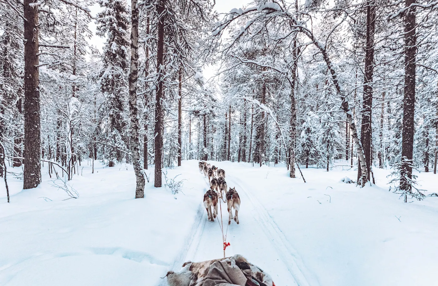 Husky-Hundeschlittenfahrt in Lappland, Finnland