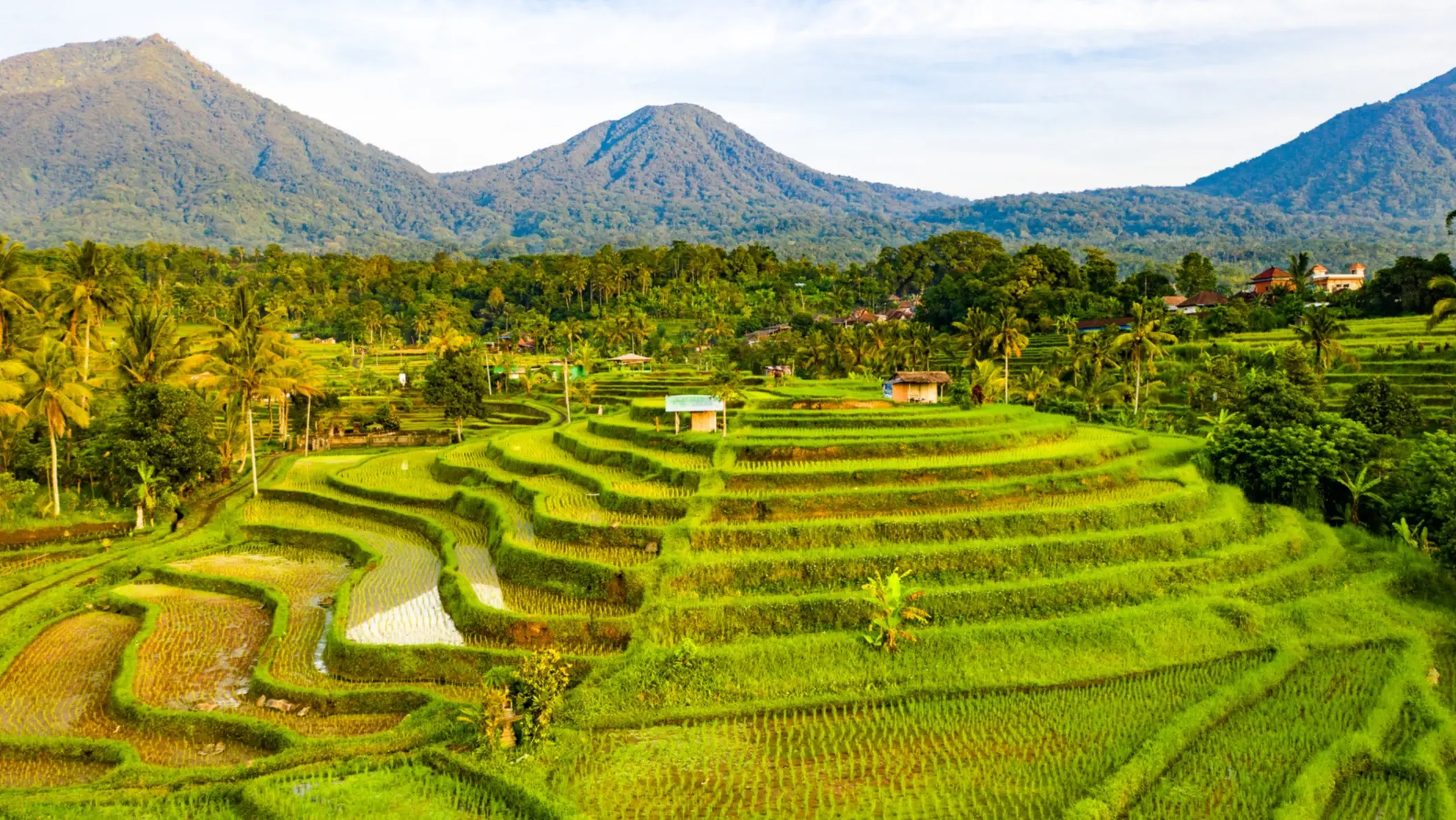 Tôt le matin sur les rizières en terrasses de Jatiluwih. Vue aérienne des rizières baignées par la lumière du soleil matinal.