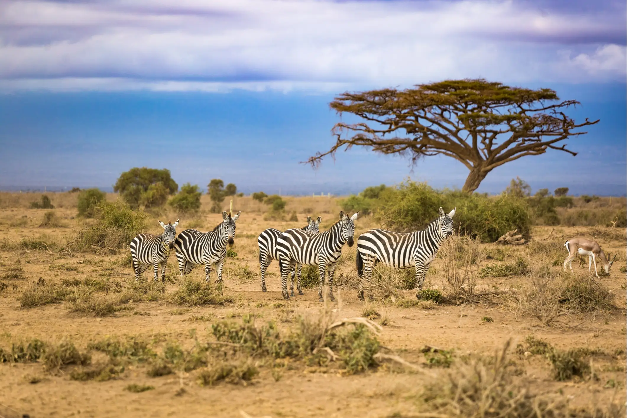Zèbres en Afrique du sud Afrique du Sud, zèbres lors d'un safari