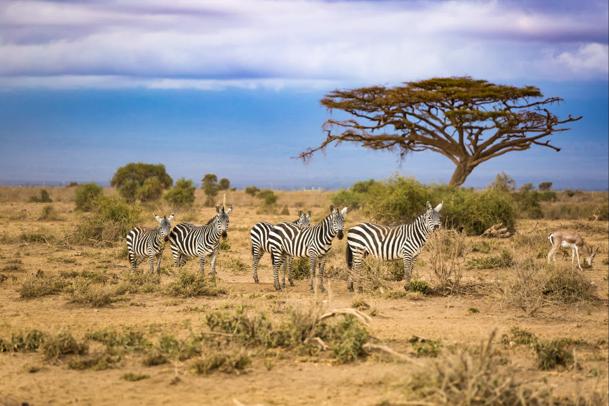 Afrique du Sud, zèbres lors d'un safari