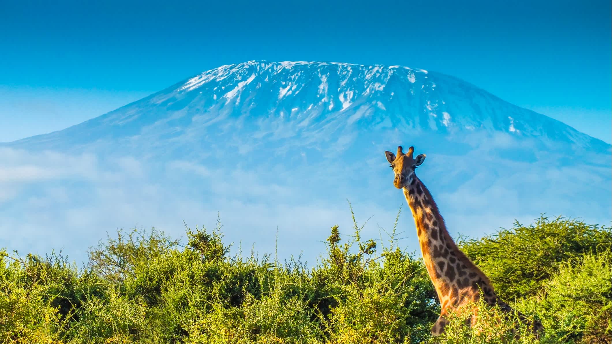 Giraffe im Busch und der Kilimandscharo in Kenia
