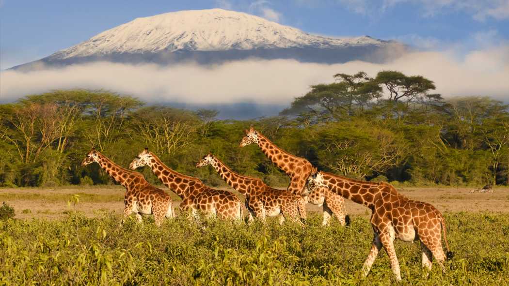 Giraffenherde in Kenia und der Kilimandscharo in Tansania im Hintergrund. 