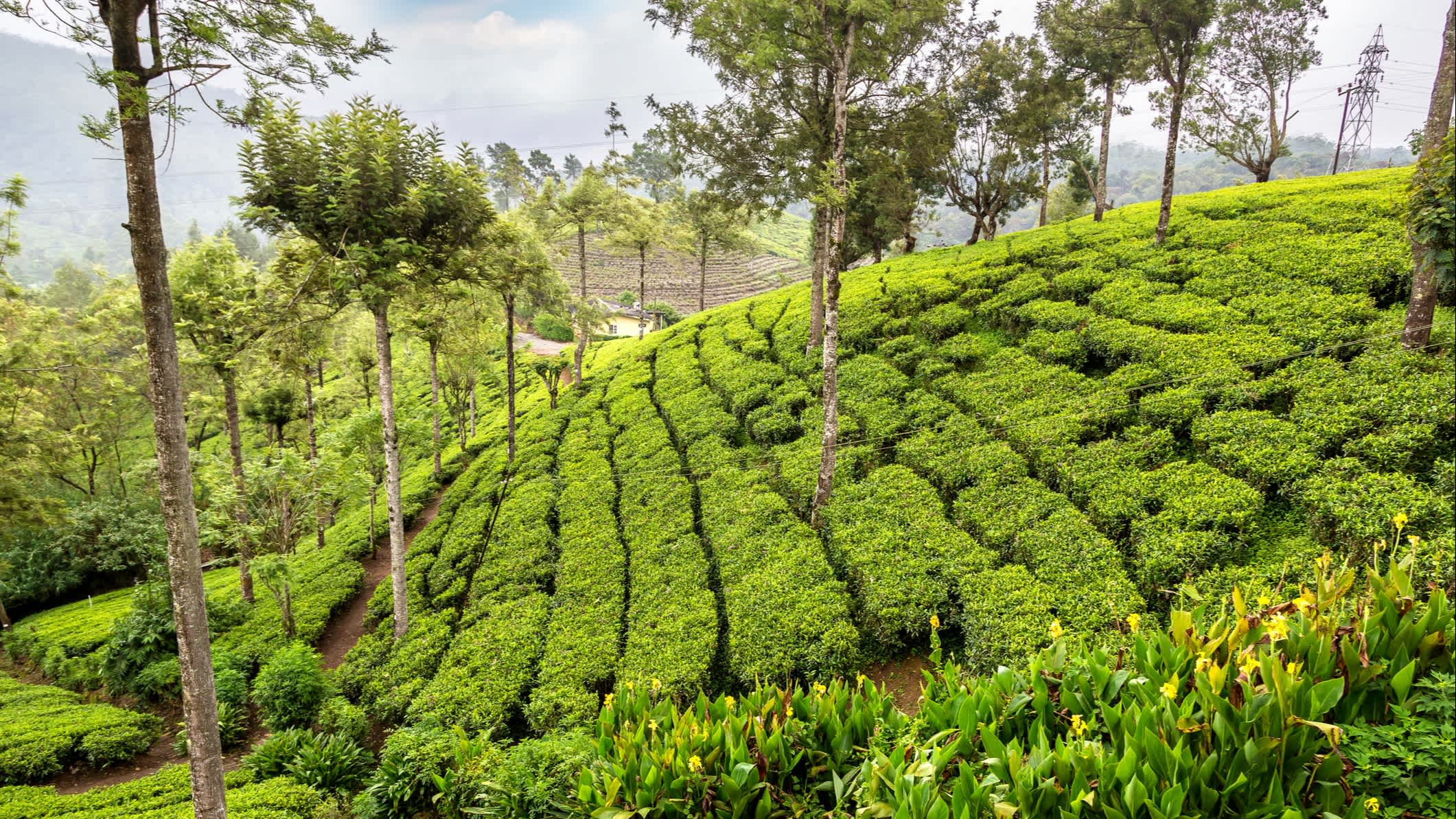 Grüne Teeplantagen in Nuwara Eliya, Sri Lanka