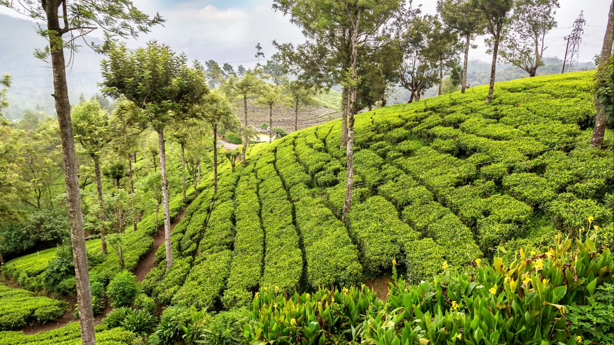 Plantations de thé vert à Nuwara Eliya, Sri Lanka