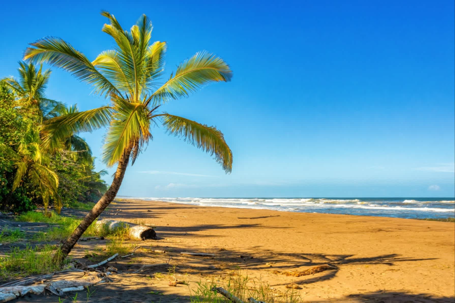 Palme am Sandstrand mit Blick auf das Meer.