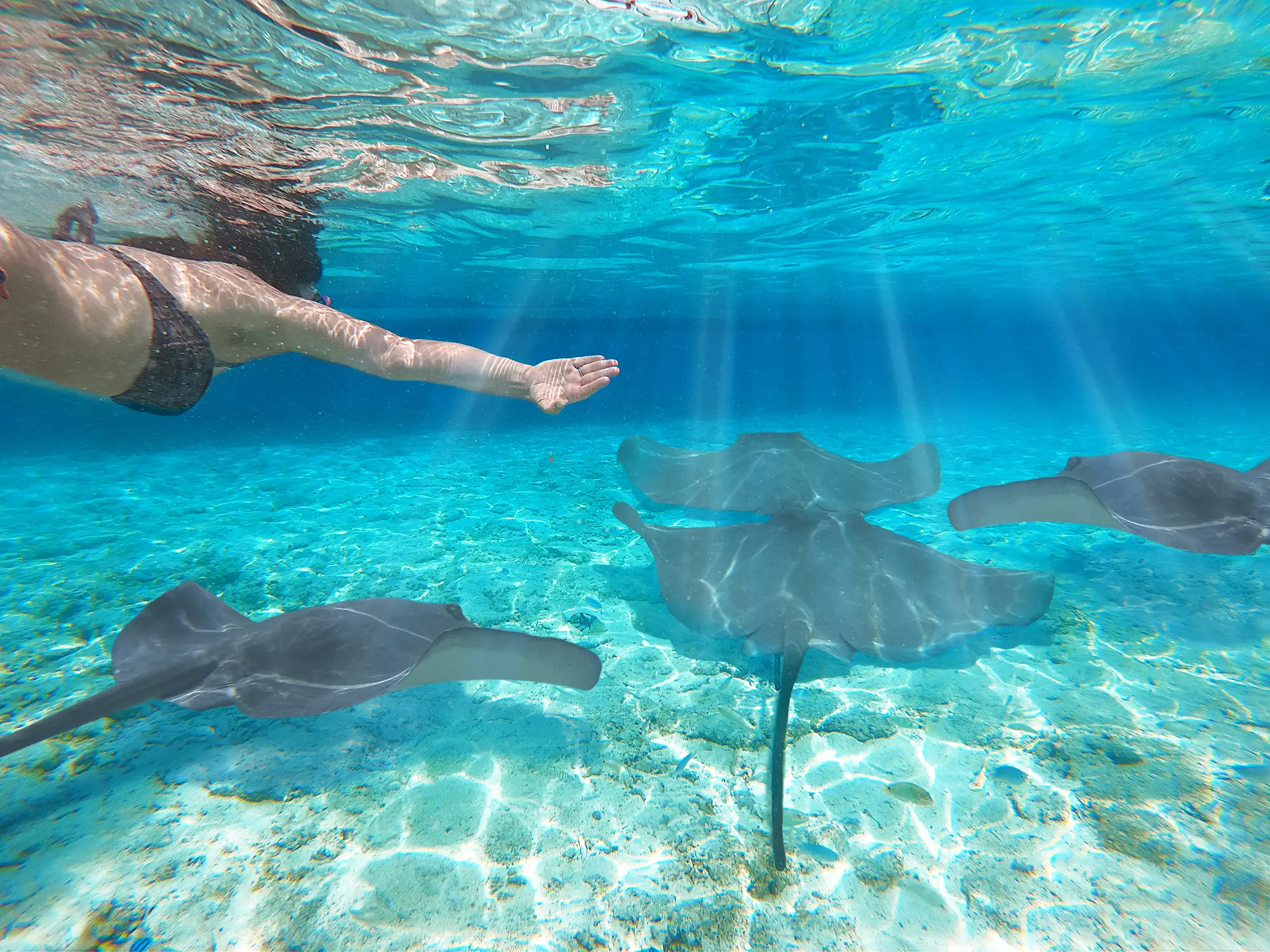 Nageuse sous l'eau dans une mer turquoise observant plusieurs raies, Lagoonarium de Bora Bora, Polynésie Française