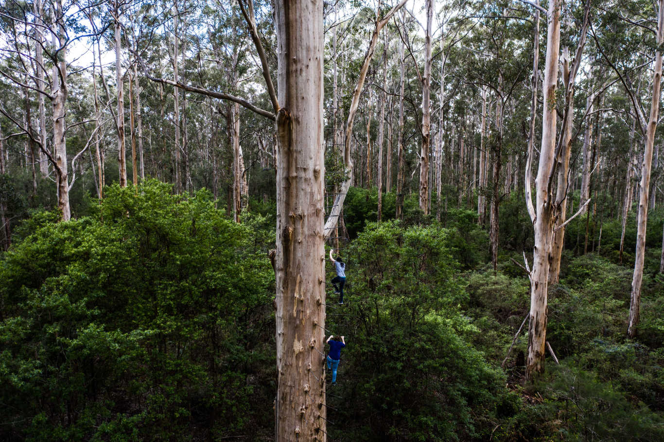 Western Australia Gloucester Baum