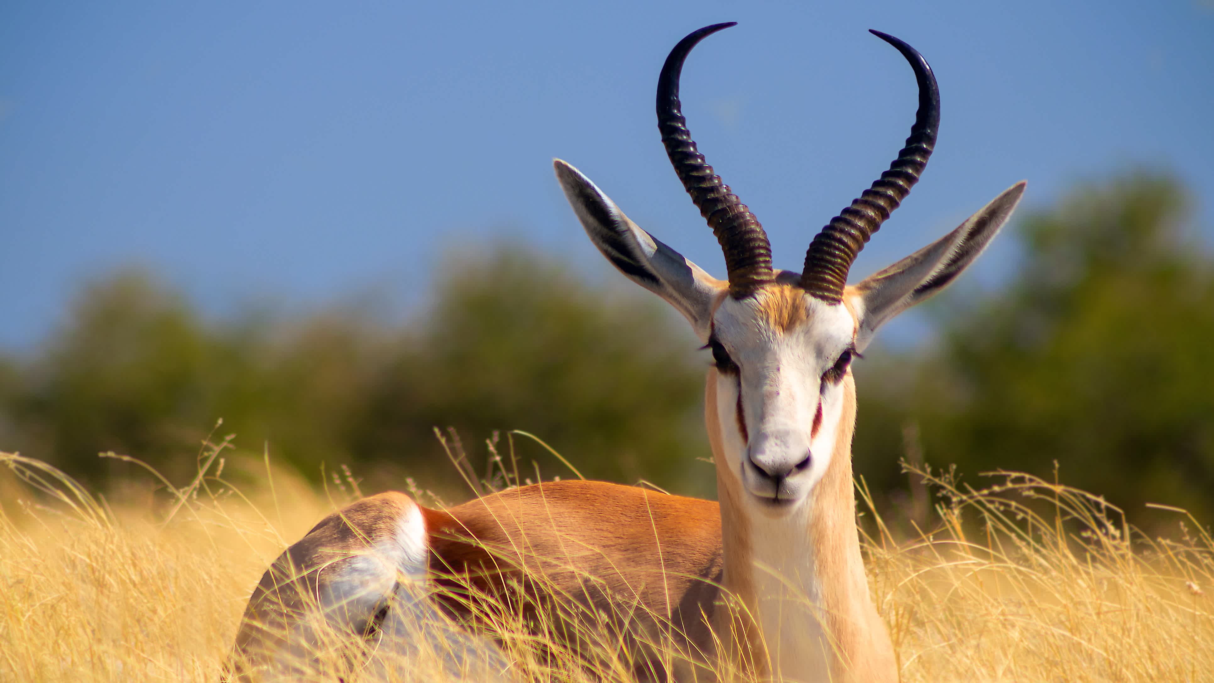 Der Springbock (mittelgroße Antilope) im hohen gelben Gras. Etosha-Nationalpark. Namibia