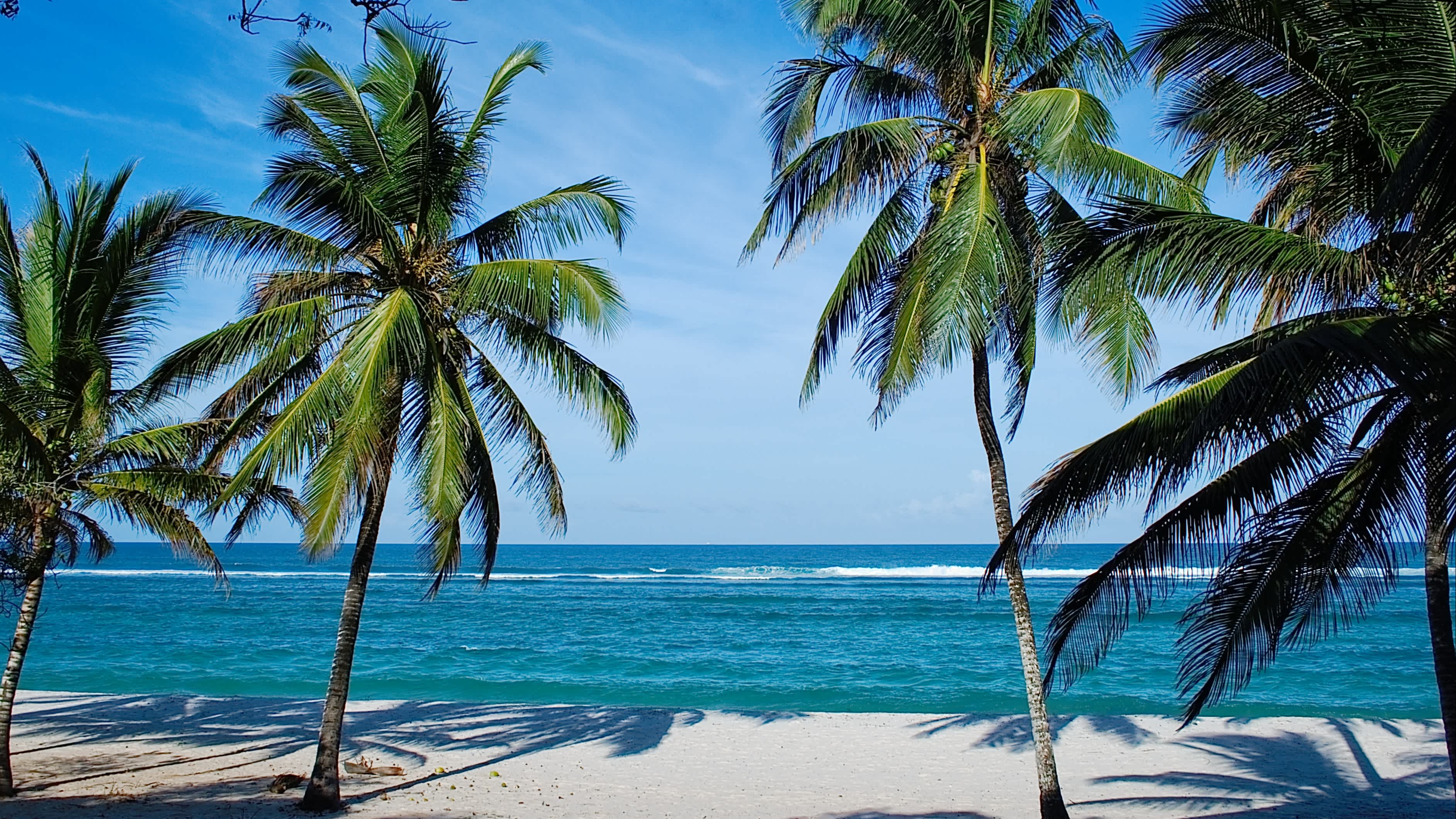 Der tropische Traumstrand Tiwi Beach mit Palmen, weißem Sand und blauem Meer bei Sonnenschein.