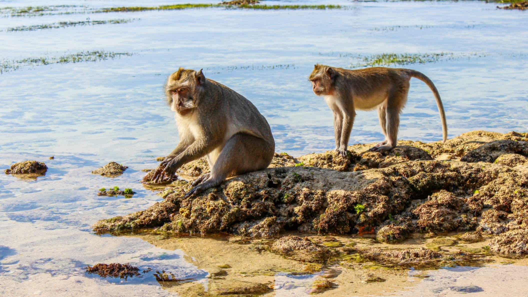 Zwei Affen am Strand von Padang Padang Beach, Bali, Indonesien.