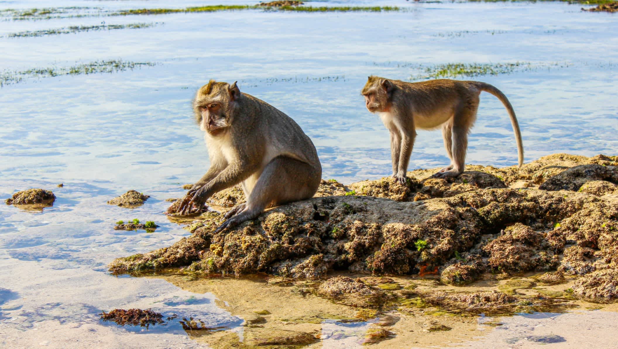 Deux singes sur un rocher au bord de l'eau sur la plage de Padang Padang en Indonésie